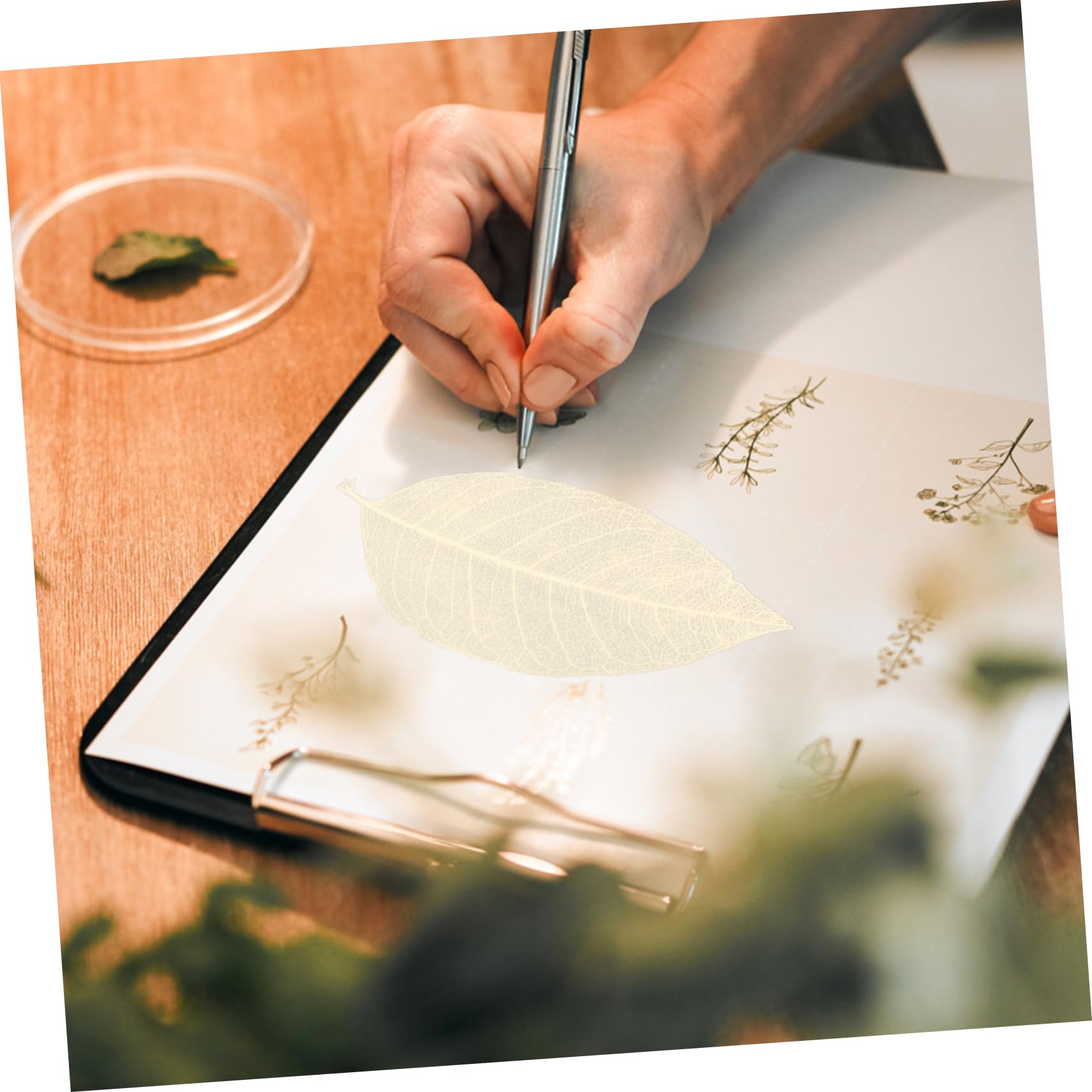 Spécimen de Feuilles Séchées Naturelles 100 Pcs, Blanc | Matériaux de Bricolage Faits Main, Feuilles Blanches Résistantes, pour Création Artistique et Fêtes