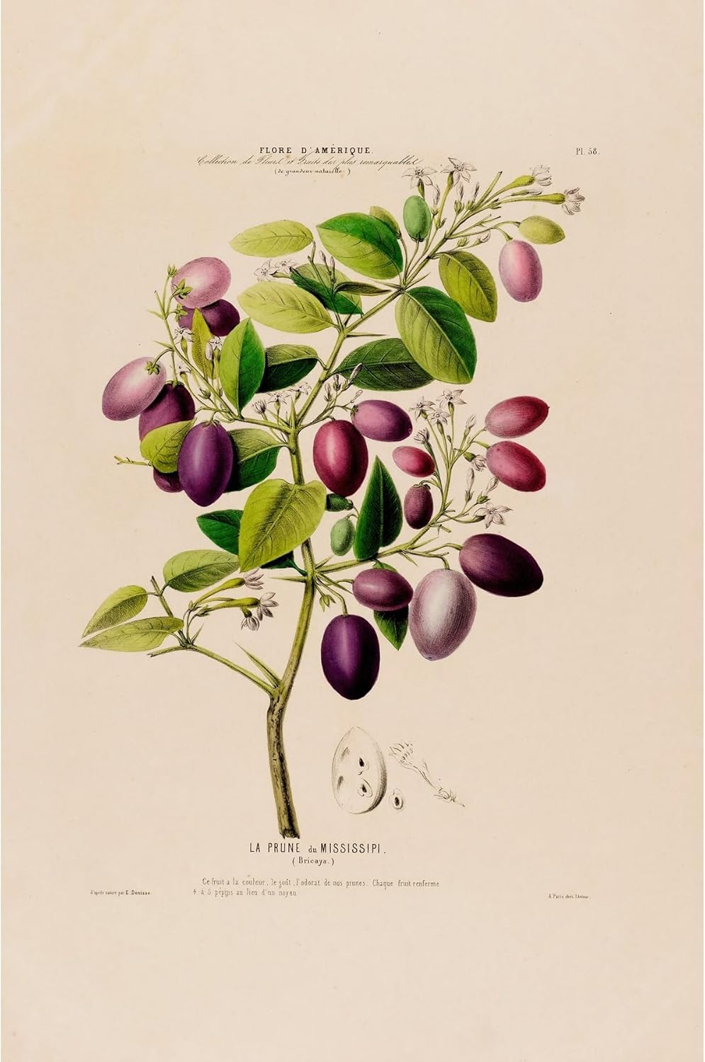 ArtDirect Flora of America, drawn from nature on the spot Pl.058 (1843) Unframed Art Print Giclee Poster by Etienne Denisse - Ready for Framing with Customization Sizes 7x10, 9x14, 13x20, 24x36, 32x48 and 40x60 inches