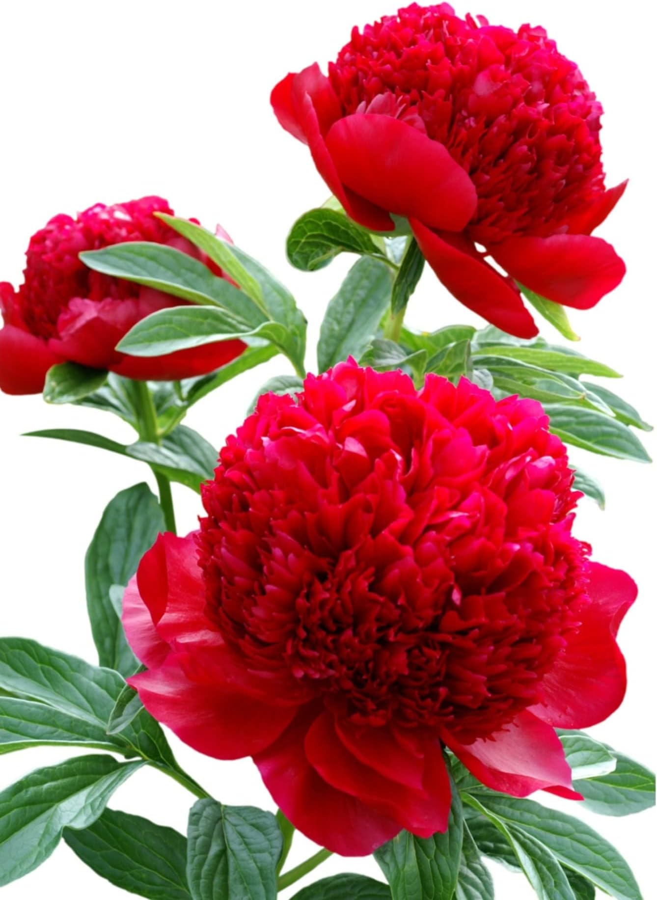 Easy to Grow Peony Red Charm - 1 Field Grown Root Division, Fragrant Flowers in Spring