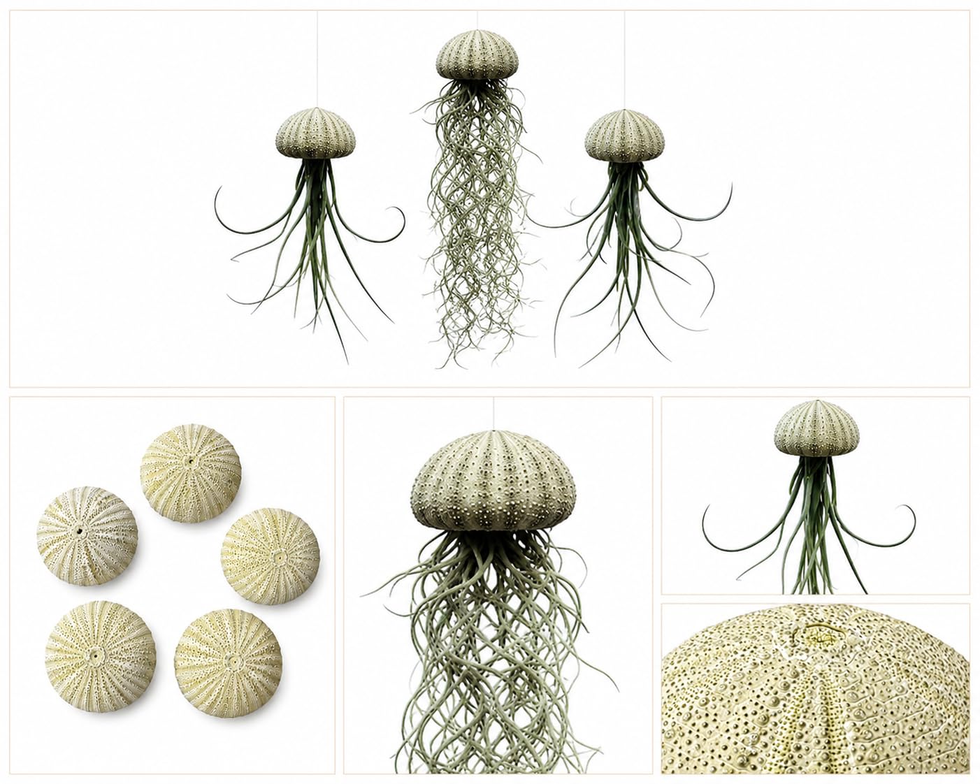 Setvan 3 Jelly Fish con ricci di mare verde e piante aeree