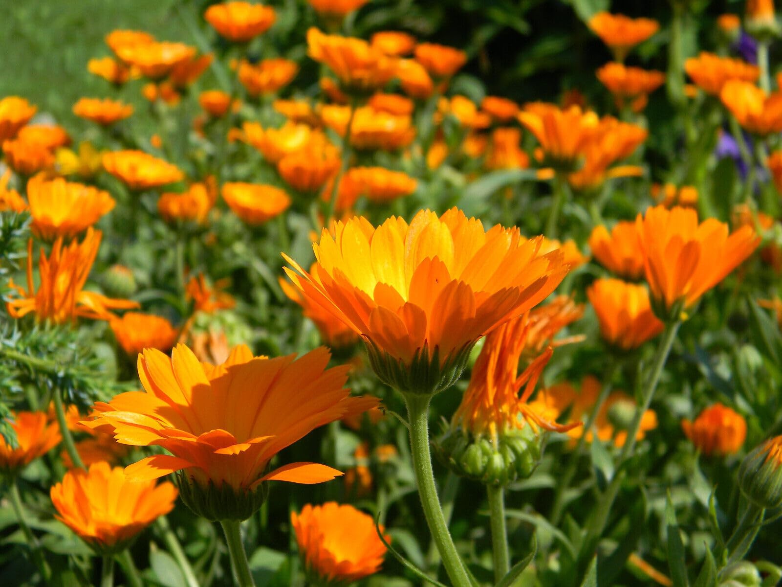 Ringelblumen (Calendula officinalis 'Wildform') Samen. Heilpflanze (20000 Samen = 240,0g)