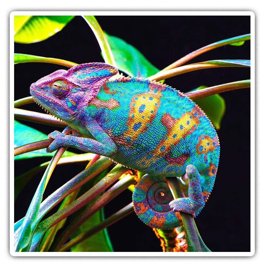 Destination Vinyl Ltd Multi 2 X Square 10Cm Vinyl Stickers - Rainbow Iguana Tropical Lizard 14581