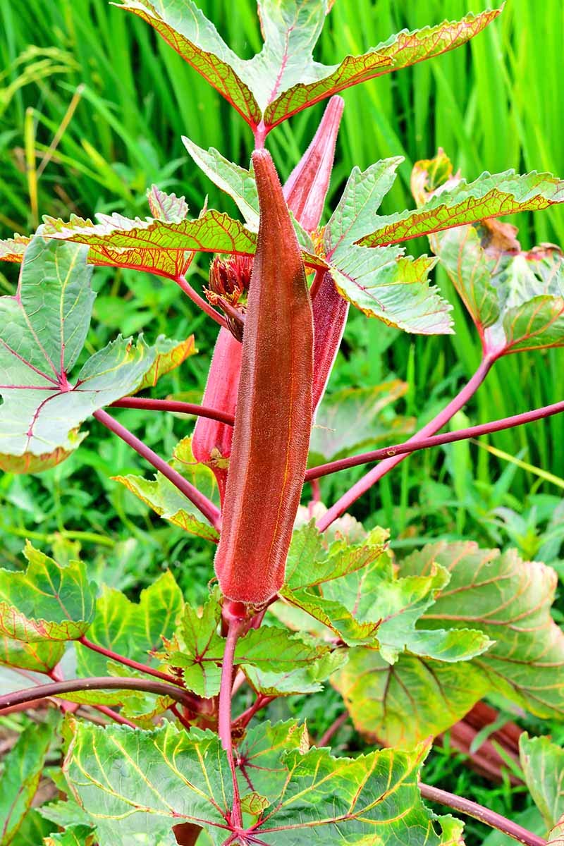 SHOP 360 GARDEN Red Okra Burgundy Ladies Finger Bhindi Vegetable seeds for growing - Pack of 50 seeds (B0851JNKLM) Amazon Price History, Amazon Price Tracker