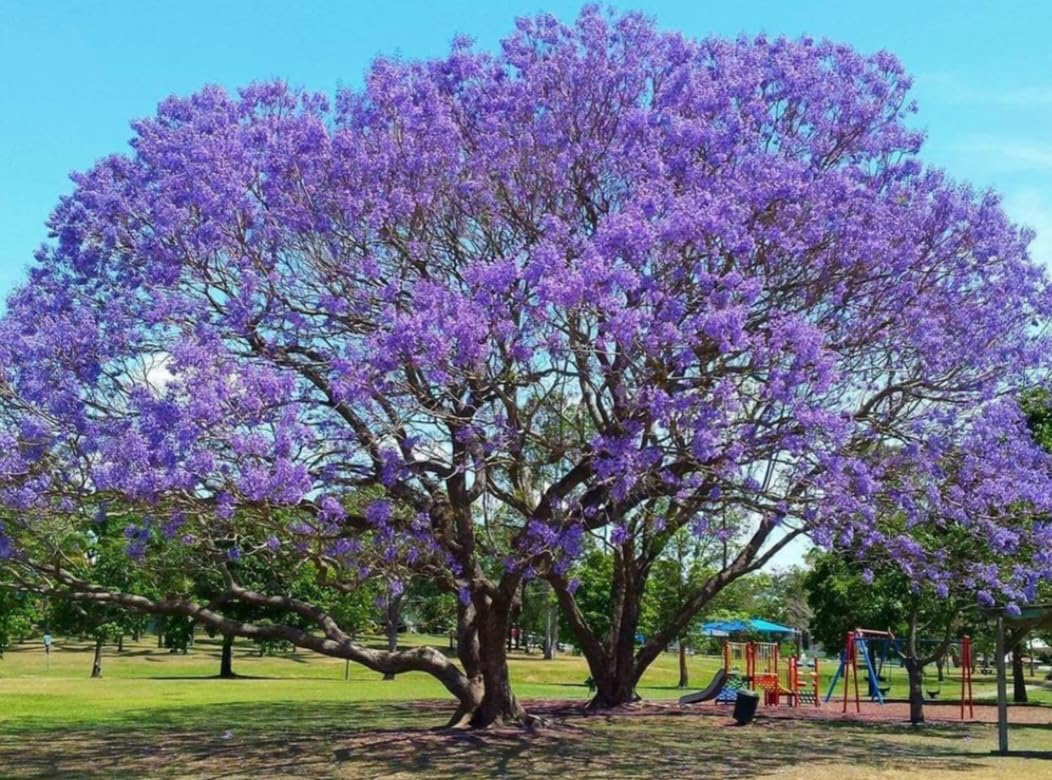 See full amazon price history chart for Linaa Rare Blue Jacaranda (Jacaranda Mimosifolia) Sub-Tropical Flowering Tree Plant - 1 Plant Linaa Rare Blue Jacaranda (Jacaranda Mimosifolia) Sub-Tropical Flowering Tree Plant - 1 Plant (B0BCZ8WWYB) Amazon Price History, Amazon Price Tracker