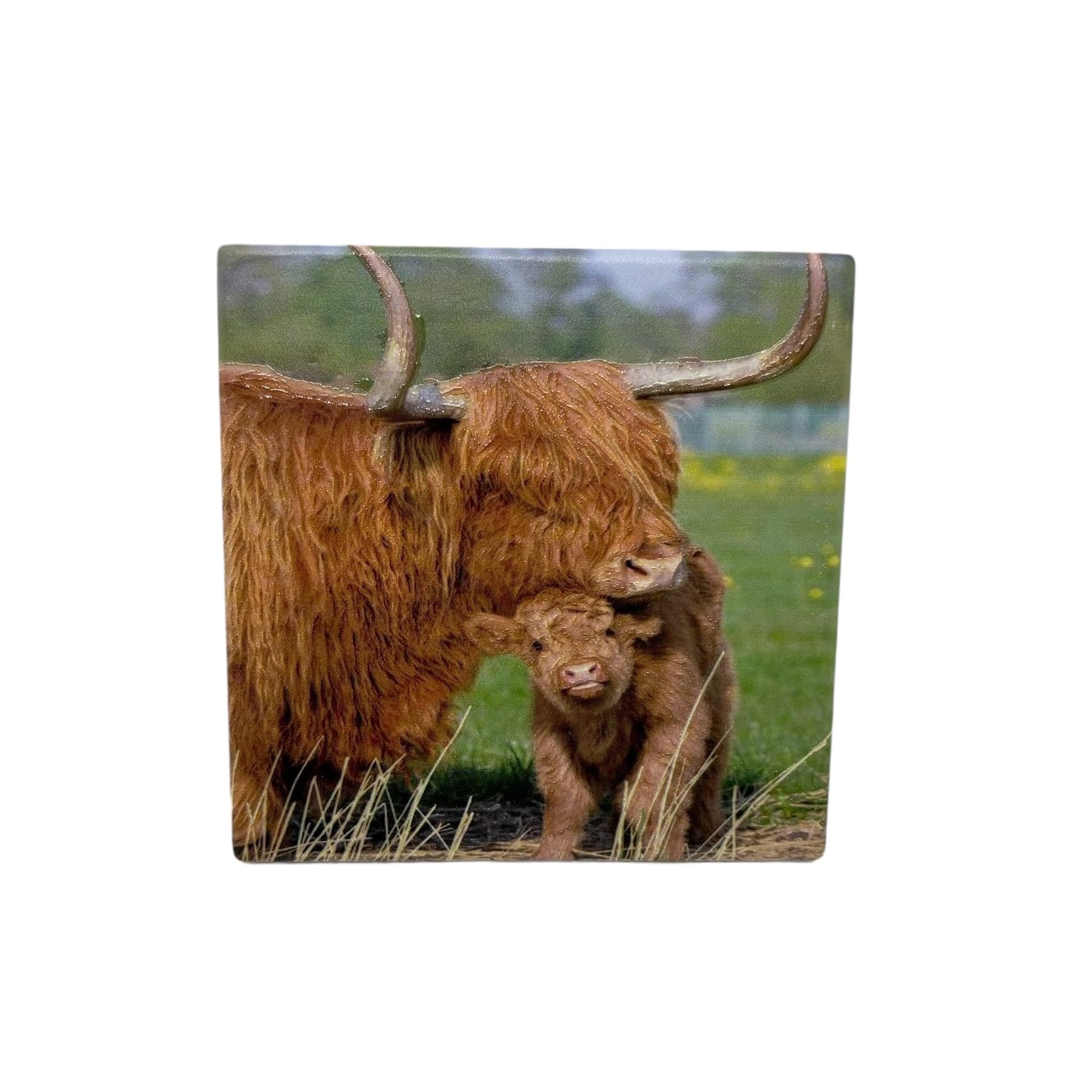 Ceramic Drinks Coaster Art Tea Coffee Mat Cork Backed Highland Cow Design 1pc