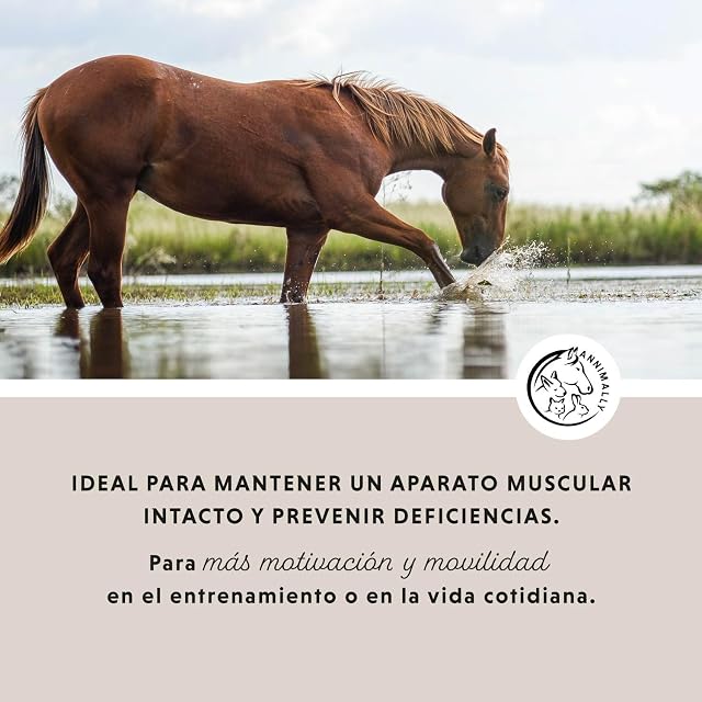 Foto 2 de 7 de Polvo para articulaciones para caballos 850g con colágeno, manzanilla, MSM (azufre), glucosamina, ácido…
