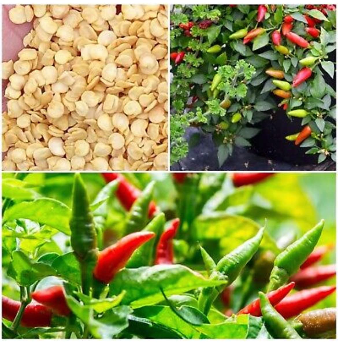 Bird Pepper Thai Chili Prik Kee NOO Chia Tai Ớt xiêm Thái 100 Seeds Diaspora Asian Seeds