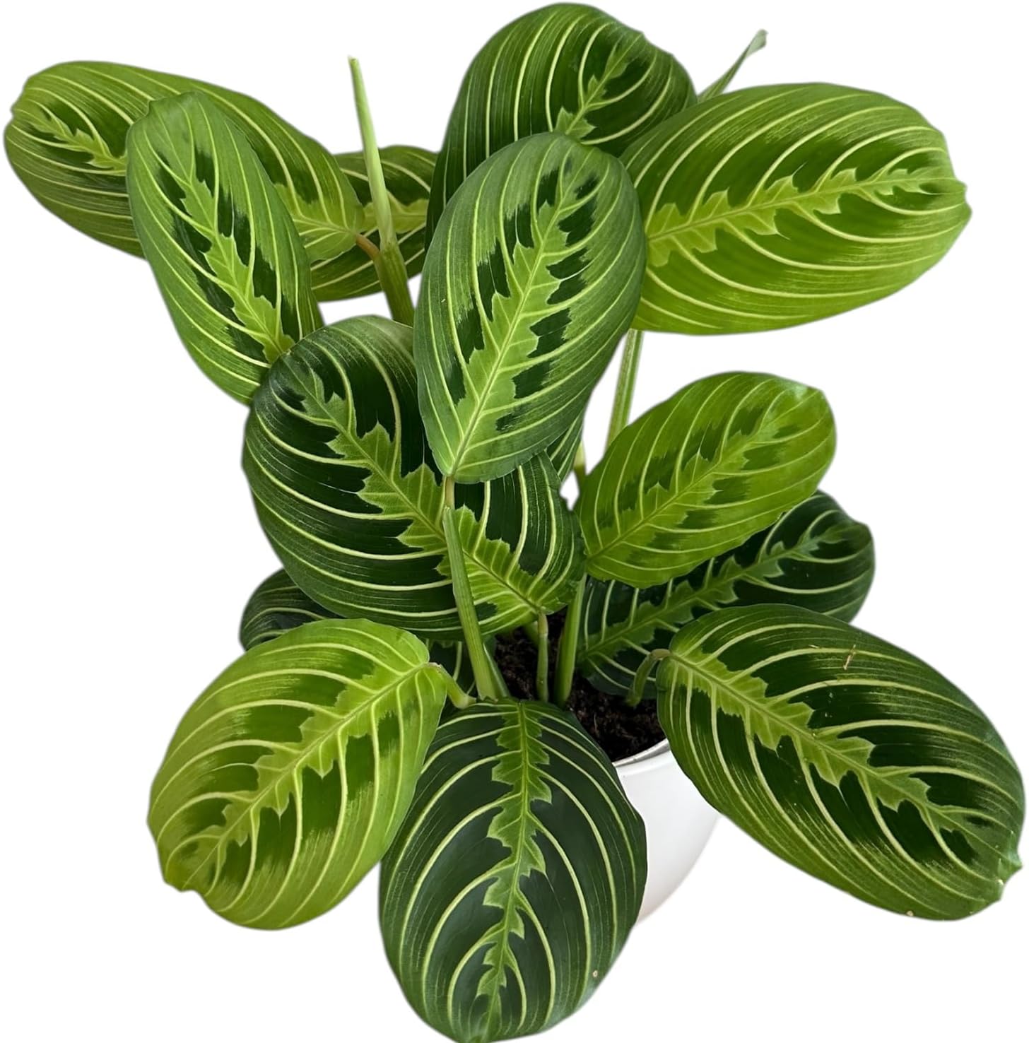 Live Plant, Lemon Lime Maranta Prayer Plant, Pet Friendly, Air Purifying Plant, Easy Care, Easy to Grow Live Indoor Plant, Houseplant, Rare Indoor Plant, Home Décor Pot (White)