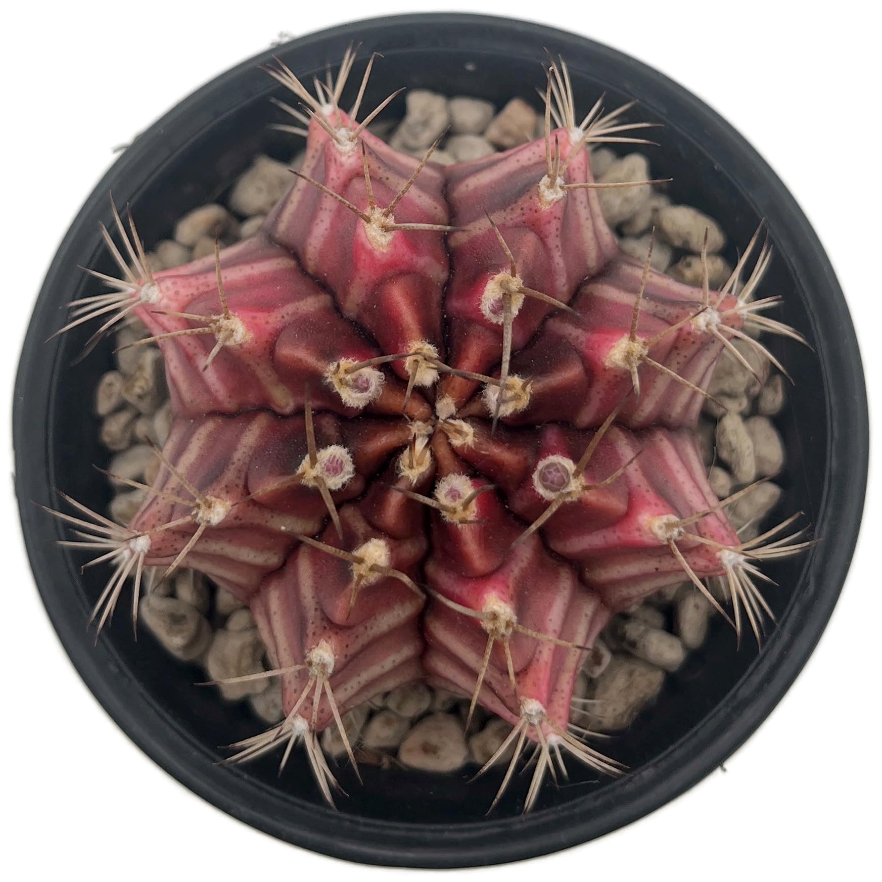 Gymnocalycium mihanovichii variegata - Mixed Clone - bunter Kaktus im Ø 9 cm Topf - exotische Zimmerpflanze - pflegeleichte Sukkulente