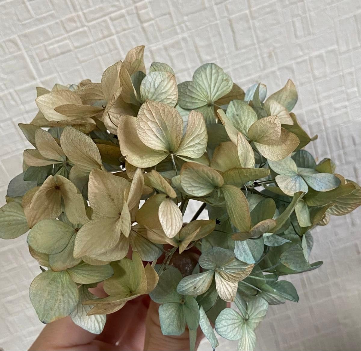 Amazon | ①紫陽花ドライフラワー ヤマアジサイ 訳あり 吉岡麗子