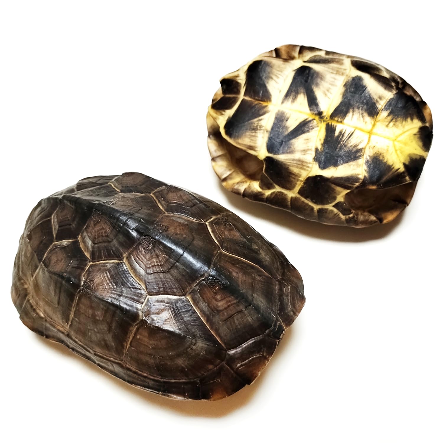 Natural Turtle Shell, Real Animal Bones Specimen Collection Animal Taxidermy for Home Decoration Special Gifts