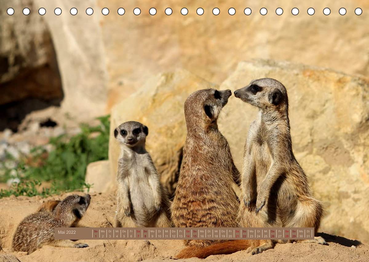 Erdmännchen (Tischkalender 2022 DIN A5 quer): Eine putzige Erdmännchenfamilie (Monatskalender, 14 Seiten ) (CALVENDO Tiere)