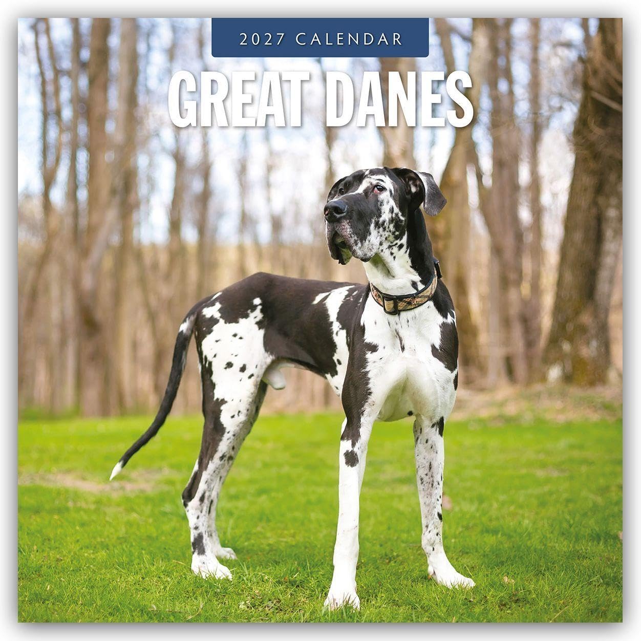 Great Danes 2027 Square Wall Calendar: Original Red Robin Publishing Ltd-Kalender [Mehrsprachig] [Kalender]