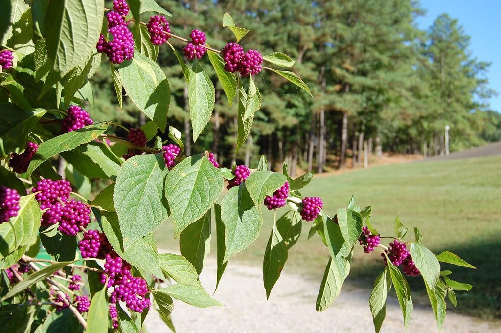 American Beautyberry Bush - Pink Flowers and Purple to Red Berries - Live Plant Shipped 1 to 2 Feet Tall by DAS Farms