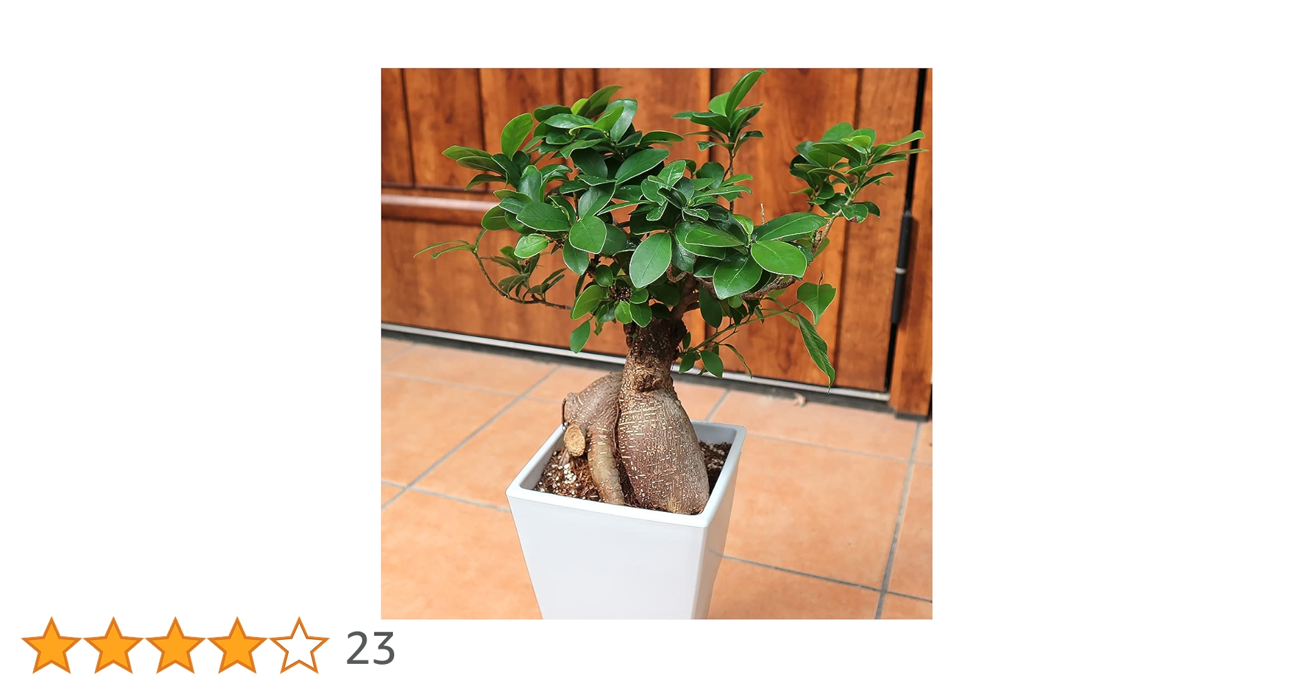 Amazon.co.jp: Banyan No. 6 Square Pot, Plant Choose from Varieties