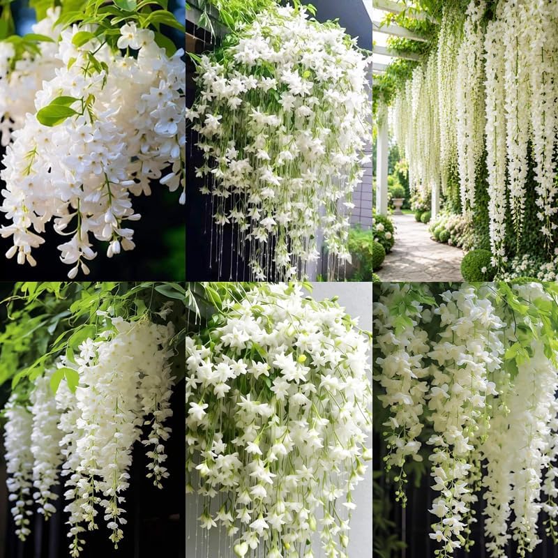 100+ Climbing Jasmine Flower Seeds for Planting-Non-GMO Jasmine Gardenia Plant Fragrant Flower Garden Home