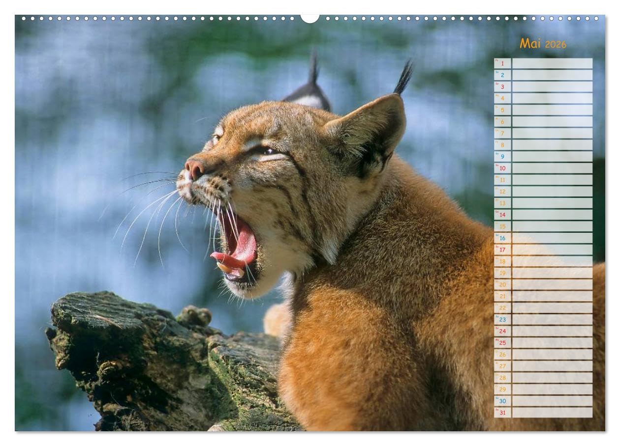 Tiere des Waldes (hochwertiger Premium Wandkalender 2026 DIN A2 quer), Kunstdruck in Hochglanz: Naturkalender mit 13 Tiermotiven (CALVENDO Tiere)
