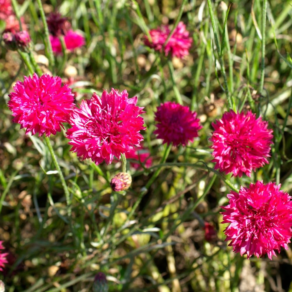 Cornflower ‘Red Boy’ Seeds – Hardy Annual Deep Pink Flowers, Long Stems for Cutting, Pollinator-Friendly, Easy to Grow, 1 x Packet 200 Seeds, By Thompson & Morgan