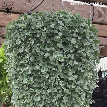 Amazon.co.jp: ITANSE ダイコンドラ アルゲンテア シルバー Amazon.co.jp: ITANSE ダイコンドラ アルゲンテア シルバー