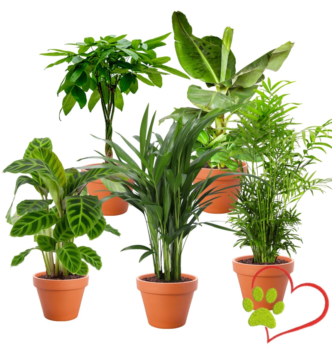 5er-Pflanzen-Set Tierfreund