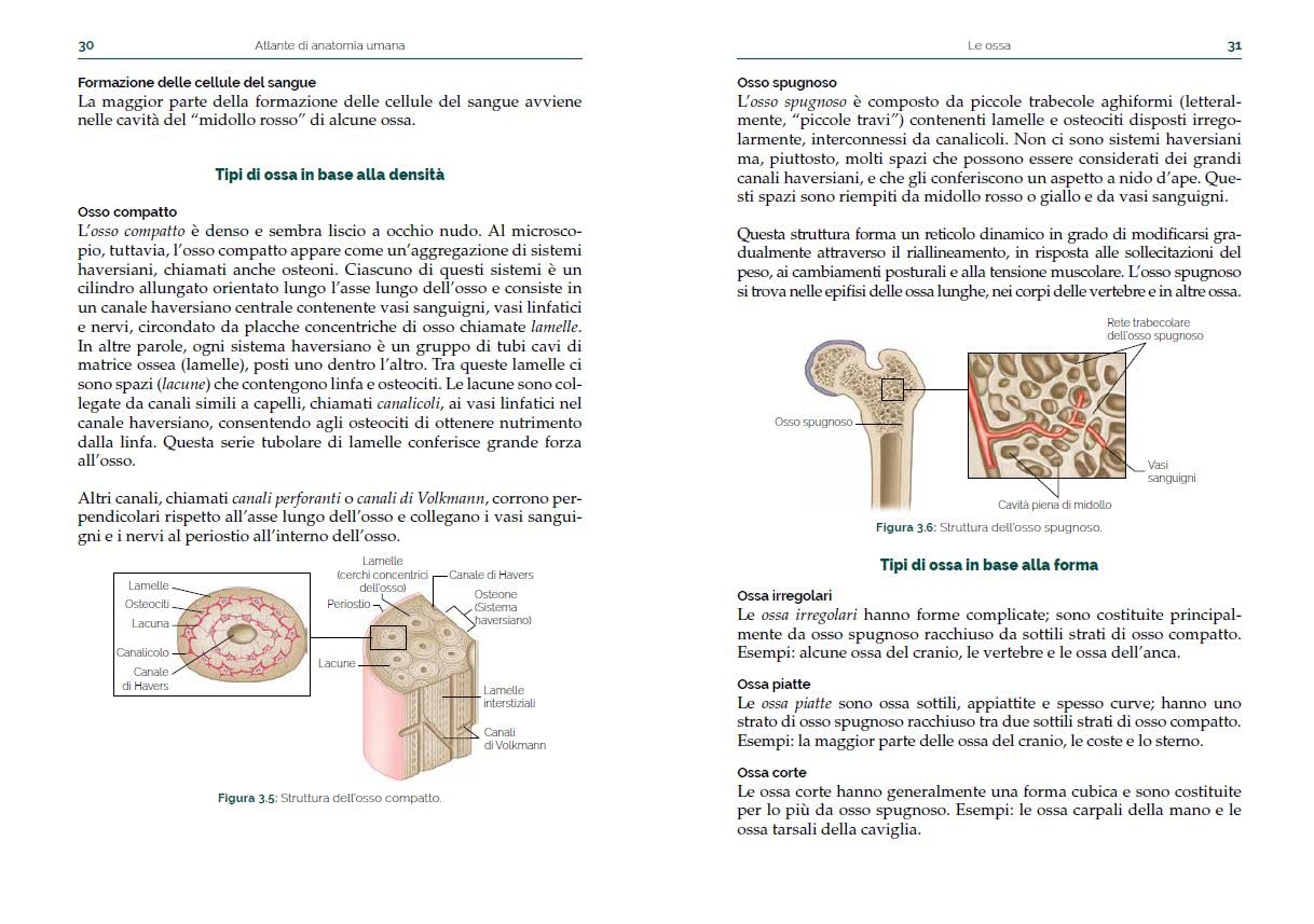 Atlante di anatomia umana. Guida pratica illustrata. Ediz. a colori