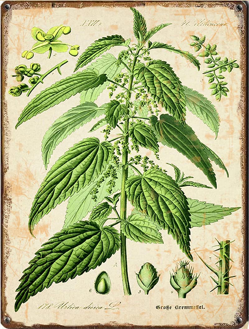 Nostalgia Vintage Retro Funny Nettle Print, Botanical Illustration, Green Plant Wall Art, Large Wall Art Print, Kitchen Decor,Retro Art, Dining Room, Farmhouse, tin Sign Wall Decoration 8x12 inches