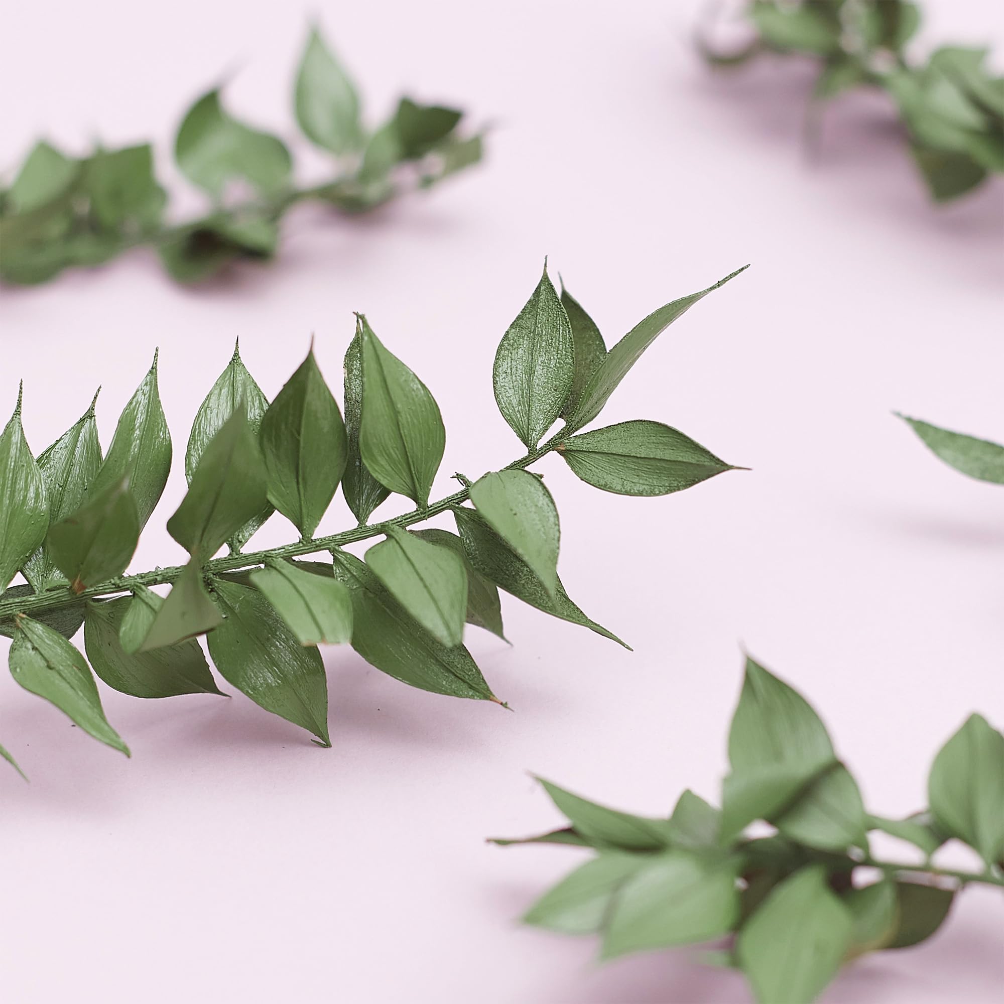 The Baked Studio - Original Dried Flower Ruscus Set For Cake & Cupcake Decorating & Others Crafts (Natural Green) - Image 4