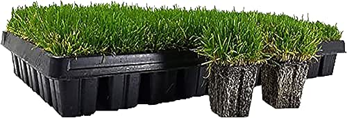 Zoysia Plugs - 50 Large Grass Plugs - Drought Tolerant,