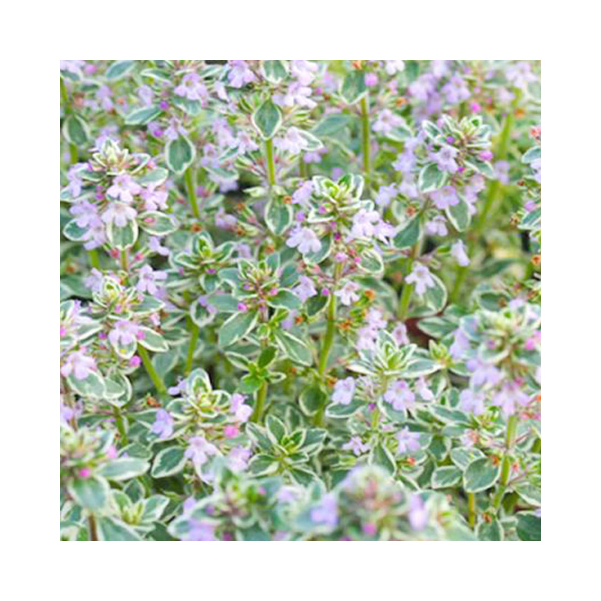 6 Thyme Silver Posie Herb Plugs Thyme Starter Plants, Ideal for Cooking. Herb Garden. Cook with Thyme, Online Herbs.