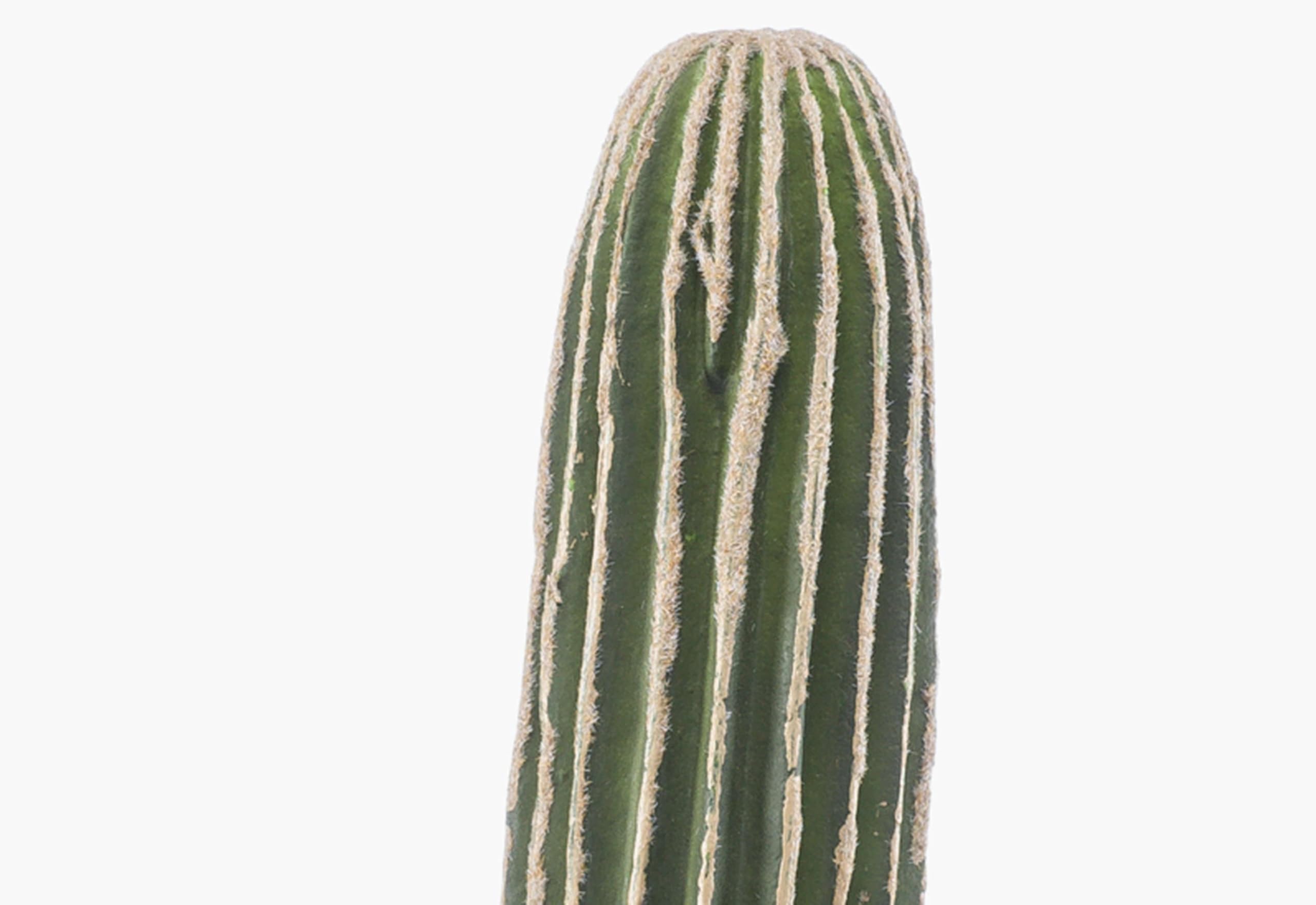 moosstab monstera einsetzen Monstera am Moosstab – ruuds