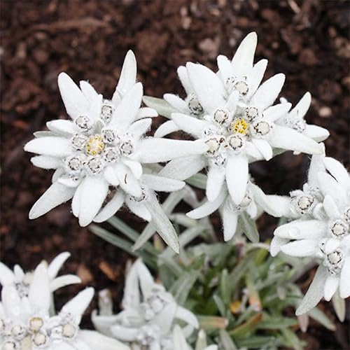 QAUZUY GARDEN 200 semillas de Edelweiss leontopodium alpinu blanco, muy resistentes y comestibles, flor lanosa y atrae polinizadores, flor perenne