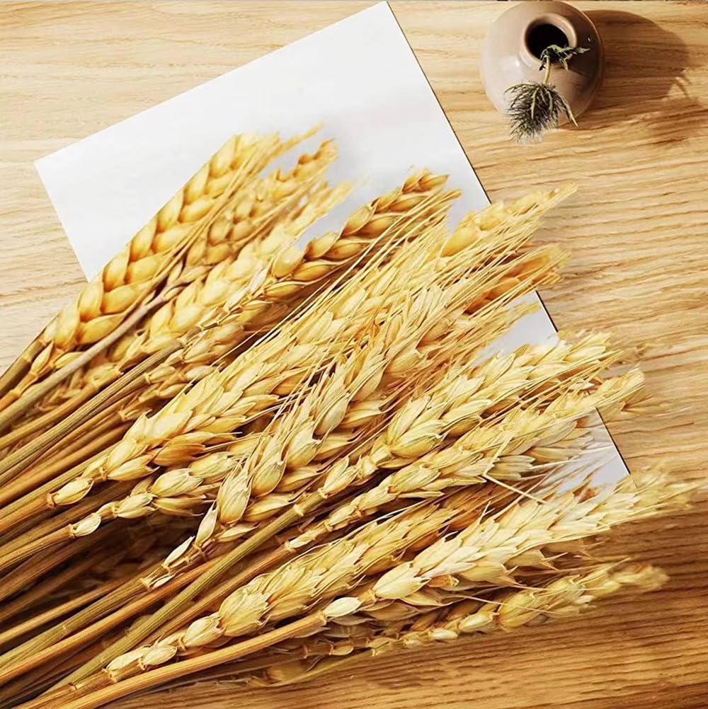100 Steli Spighe di Grano Secche Spighe di Grano Decorative Fiori Secchi Naturali Spighe di Grano Decorative per Bomboniere 40 cm