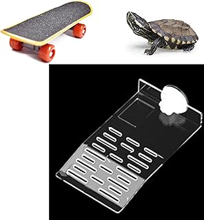 Training Turtles: Tricks And Tasks They Can Learn | PetShun