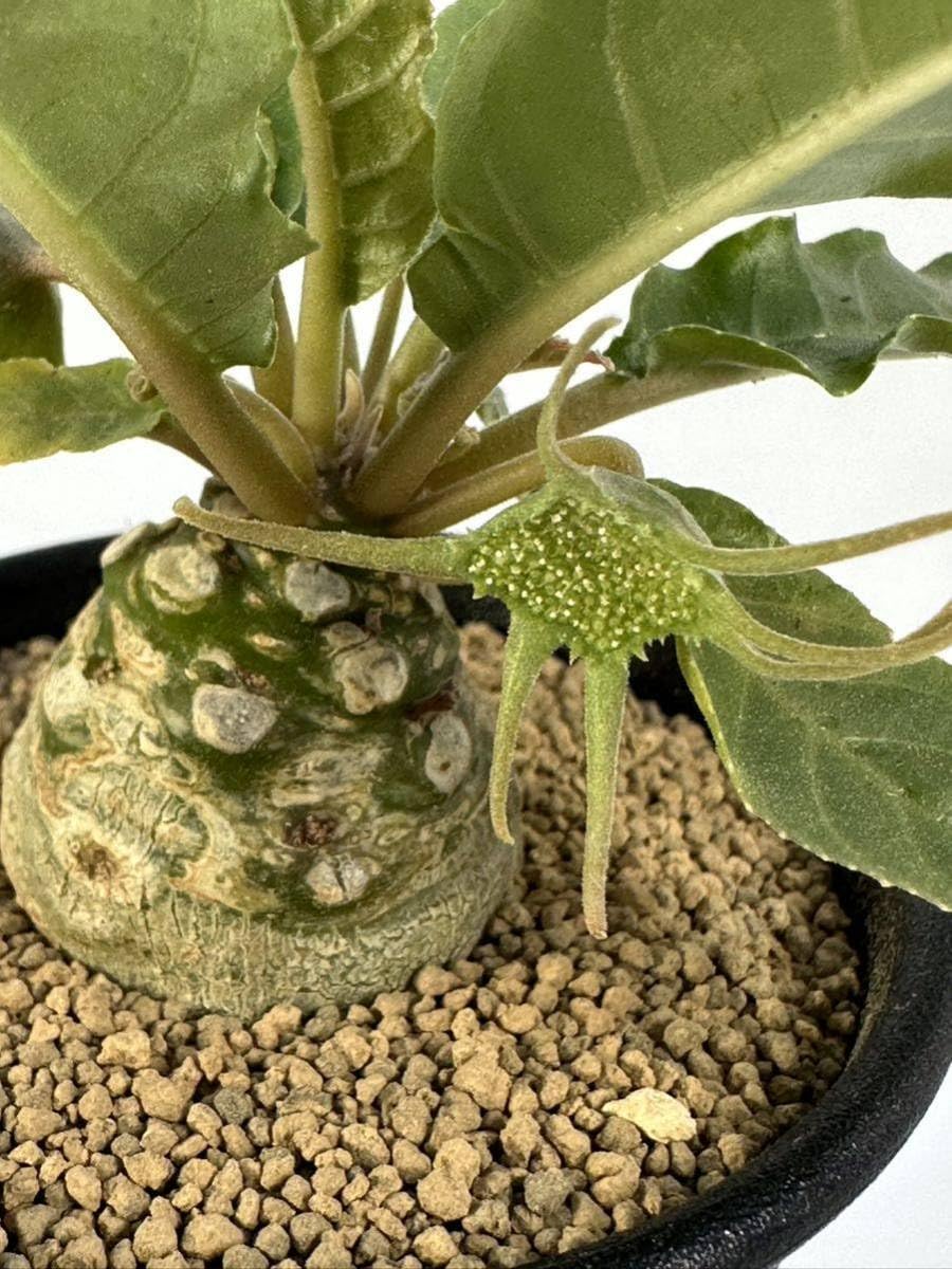Amazon.co.jp: Dorstenia foetida ドルステニア フォエチダ 塊根