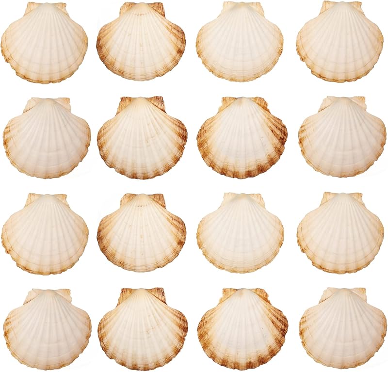 Finoly Große Natürliche Muschelschalen Jakobsmuscheln Muscheln 10x11 cm Paket 4/8/12/16 Stück | Jakobsmuschel Schalen für die Küche Dekoration Handwerk DIY (16, Rund)