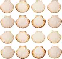 Conchiglie Di Capesante Naturali - 10x11 Cm, Per Cucina, Decorazione E DIY, Confezione Da 8 Pezzi - Foto 11