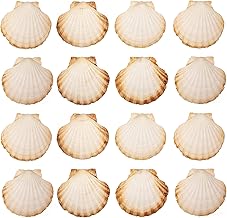 Finoly Pack of 4/8/12/16 Natural Scallop Shells for Cooking for Kitchen Decoration Crafts, DIY Kitchen Decoration (16)