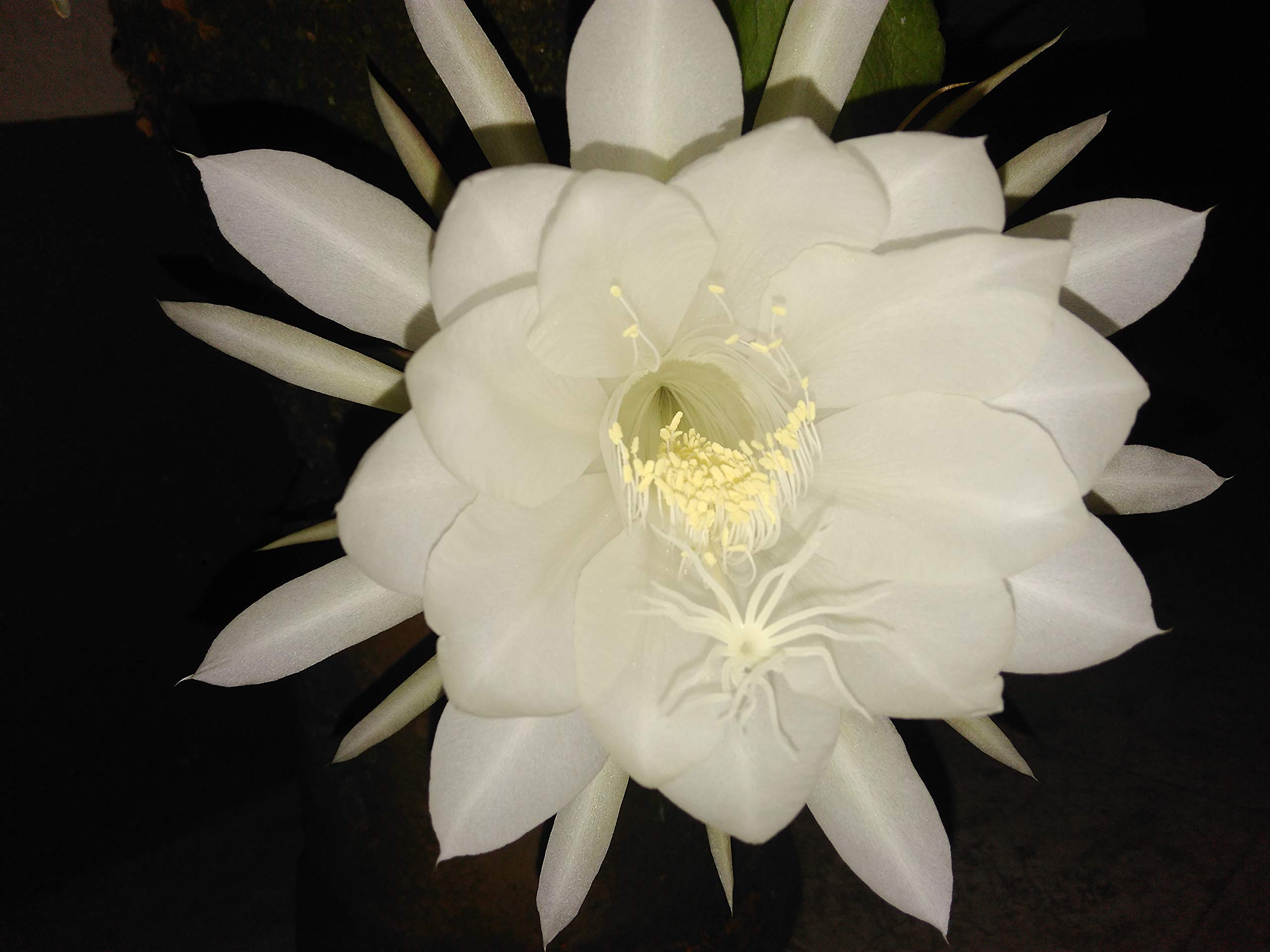 Brahma Kamal Queen of The Night 1 Live Plant (Small Plant) by GREEEN Earth (B07ZN33XJF) Amazon Price History, Amazon Price Tracker