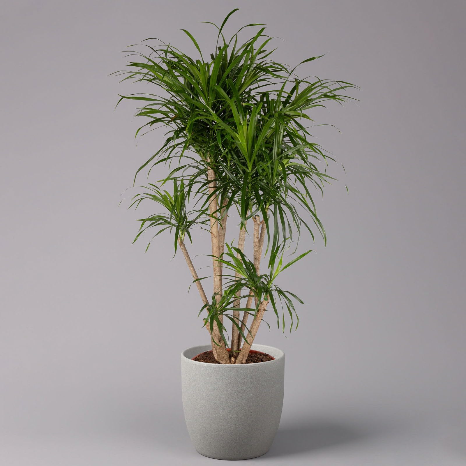 Drachenbaum 'Anita', verzweigt, Topf- 27 cm, Hhe ca. 120 cm : Amazon.de:  Garten