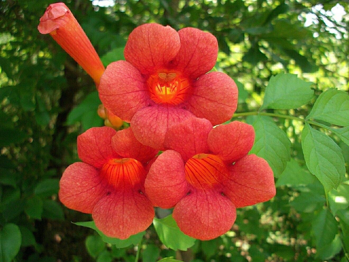 Buy Trumpet Creeper, Campsis radicans, 300 Vine (BTL) (Fast, Showy