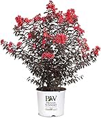 2 Gallon Center Stage Crape Myrtle 'Red'