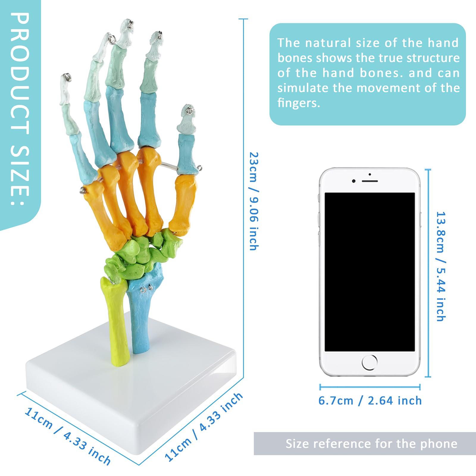 EVOTECH SCIENTIFIC modello anatomico umano, modello anatomico osso della mano colorato