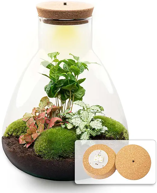 Kit Terrarium DIY Sam Coffea avec Éclairage - Jardin en Bouteille pour Lézards