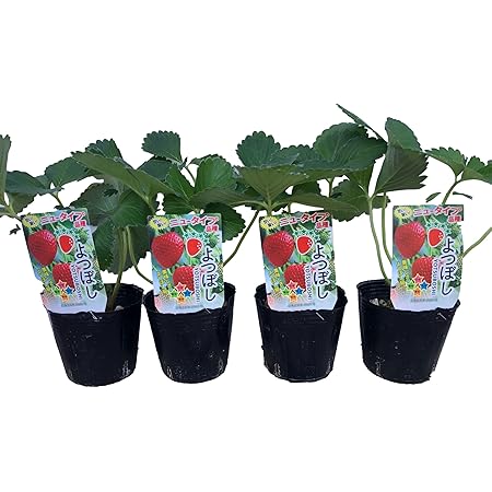 Amazon Itanse すずなりいちご ポット苗 多収穫四季成りいちご 9cm苗3個セット 肥料 果物