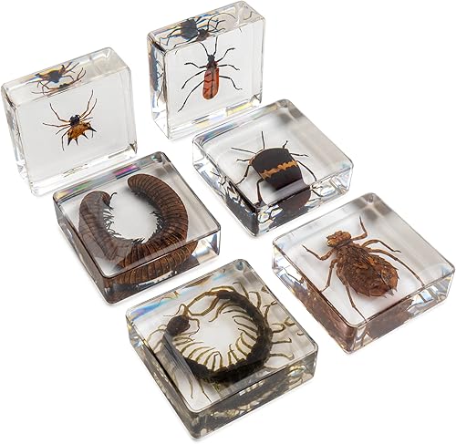Miniatura 8 de Juego de 6 muestras de insectos de resina, mariposa, escarabajo de rana joya, polilla de seda, chafer, chafer, chinche, avispa, juguete educativo