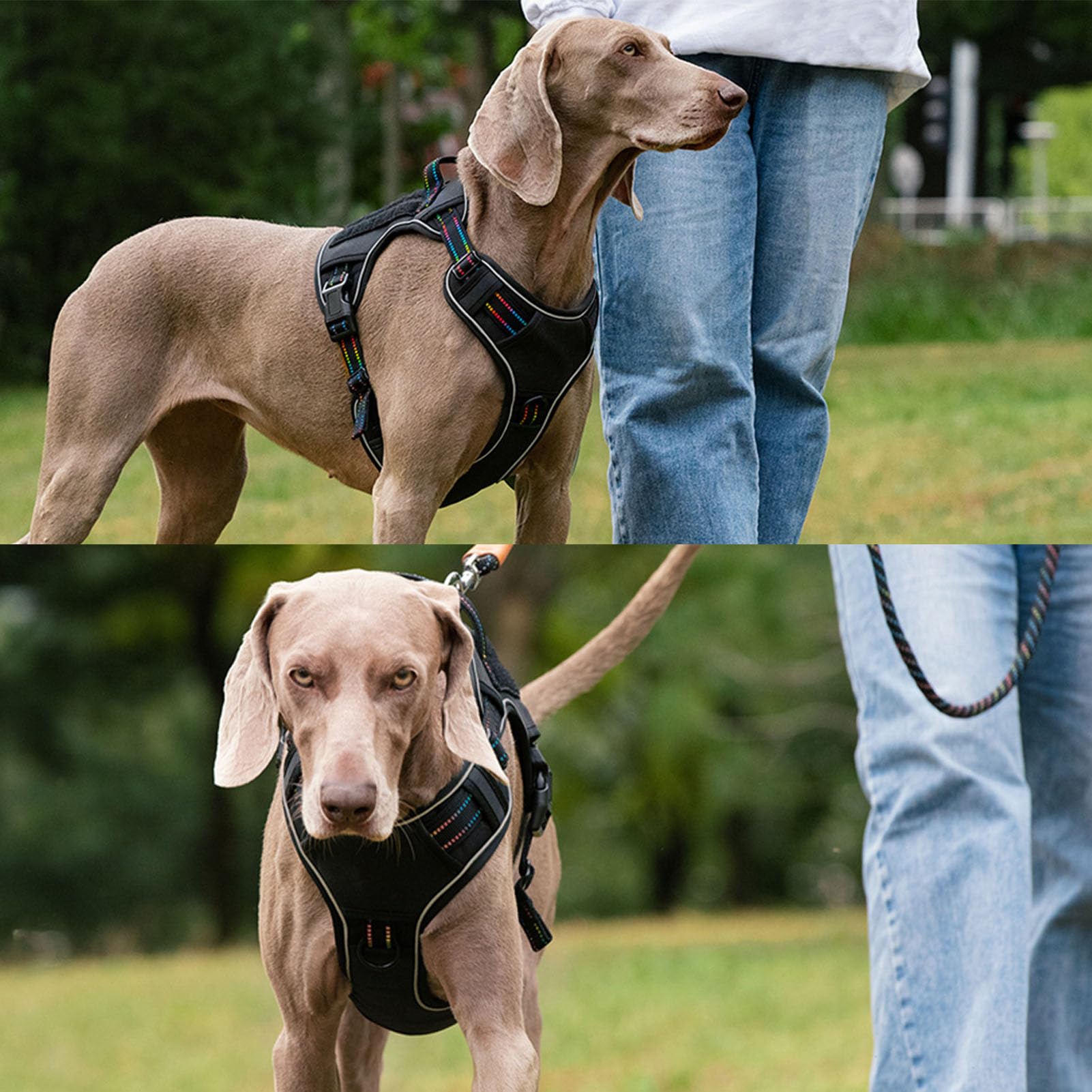 POYHKFD Arnés para Perros, Chaleco Reflectante para Perros, Arnés para el Pecho para Perros de Gran Tamaño, Chaleco Ajustable sin Tirones, Arnés para Perros, Chaleco Ligero Y Cómodo para(M)