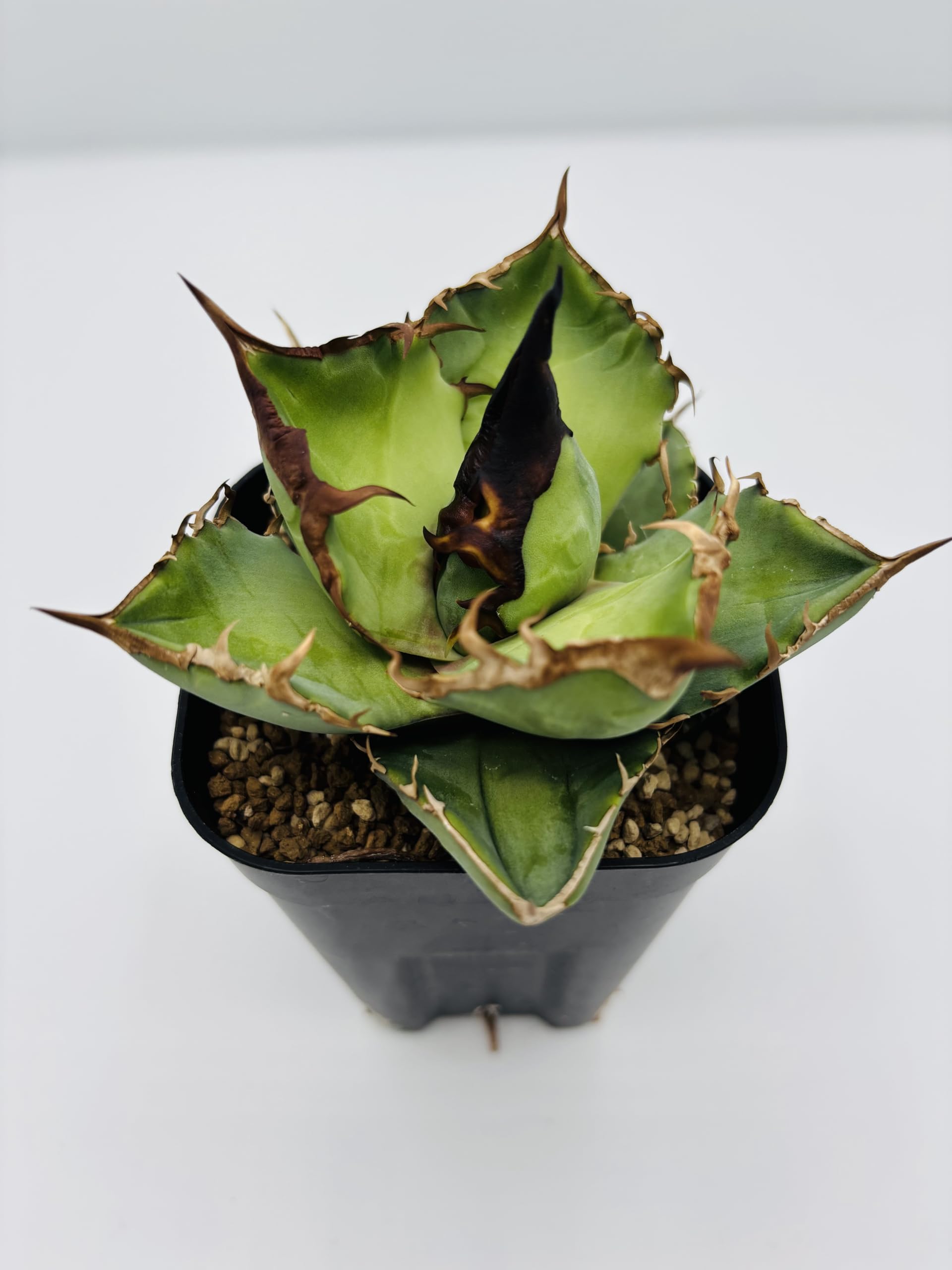 Amazon｜アガベ チタノタ白犀牛(シロサイギュウ)/Agave titanota
