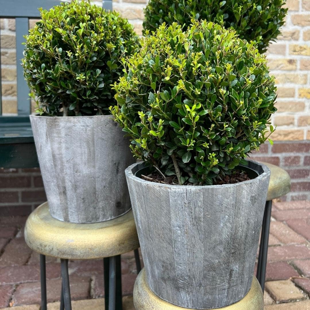 Plants by Frank El | verdadera planta de acebo en forma esférica | 2x bulbo Ilex crenata 'Jenny' en maceta de madera | juego de 2 piezas | 20 cm Ø de diámetro | sustituto de boj | Ilex | plantas de