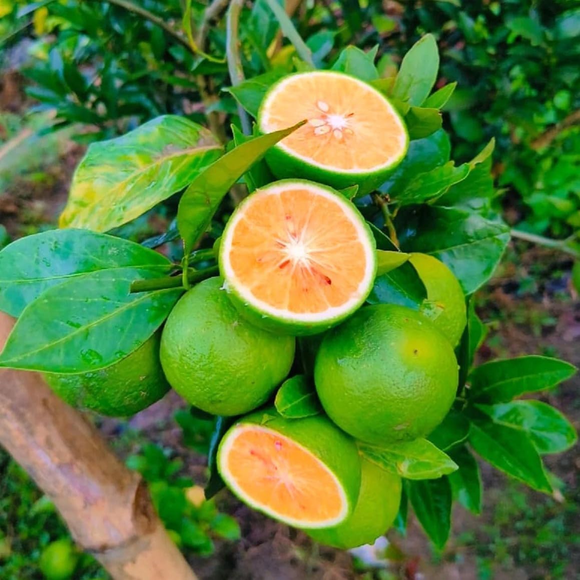 Natura GreenHouse Thai BARI 1 Malta Mosambi Sweet Lemon grafted fruit tree 1.6 feet live plant suitable Home Garden-1 Healthy plant in Nursery Grow Bag