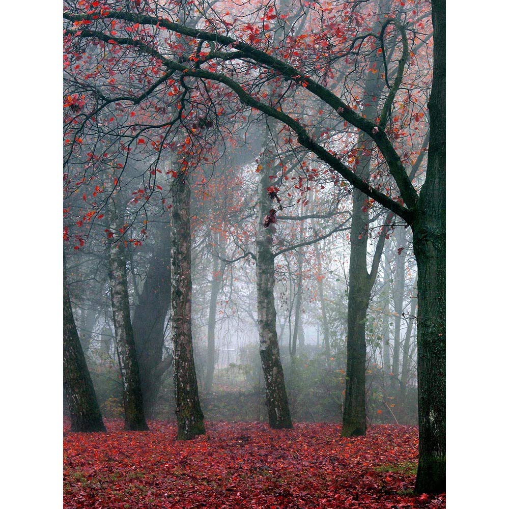 Wee Blue Coo Nature Forest Tree Autumn Fall Beautiful Red Art Print Poster Wall Decor 12X16 Inch